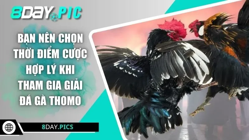 Bạn nên chọn thời điểm cược hợp lý khi tham gia giải đá gà Thomo
