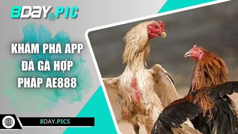 Khám phá app đá gà hợp pháp AE888