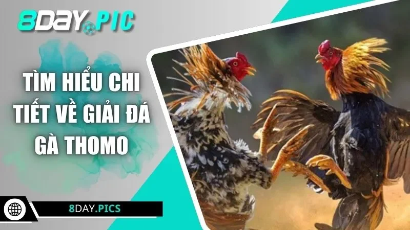 Tìm hiểu chi tiết về giải đá gà Thomo
