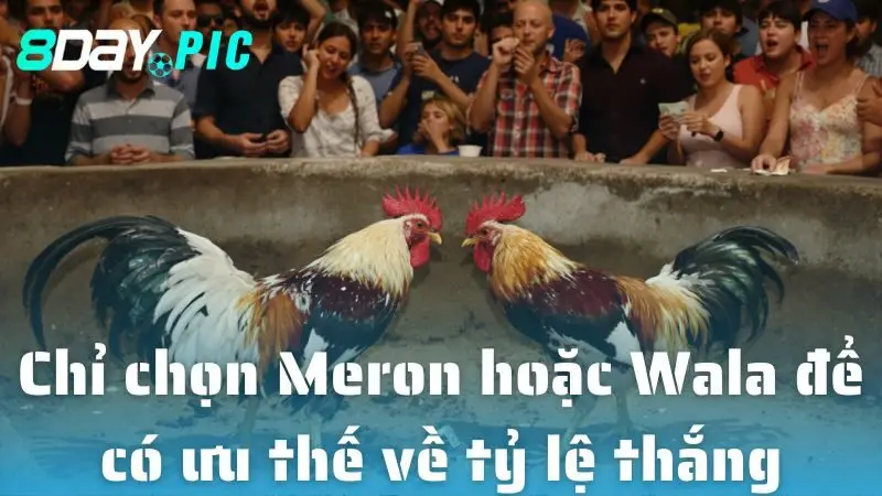 Chỉ chọn Meron hoặc Wala để có ưu thế về tỷ lệ thắng